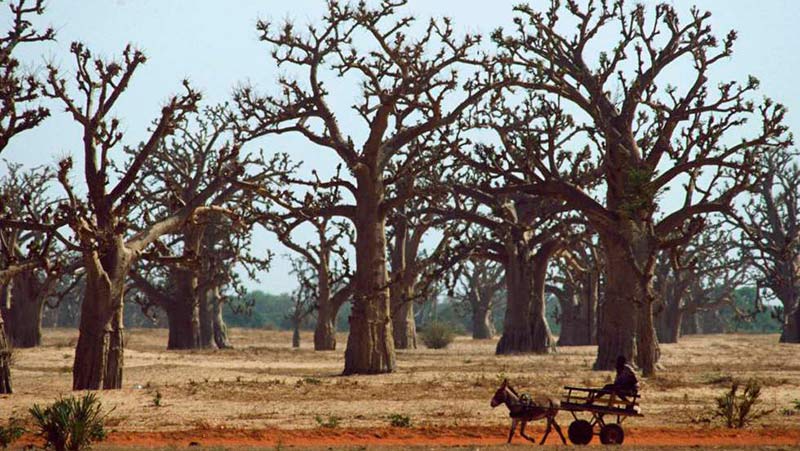 ▷ Descubren Grandes Masas de Árboles en Zonas Áridas de la Tierra