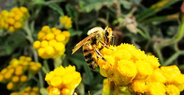 salvar las abejas portada