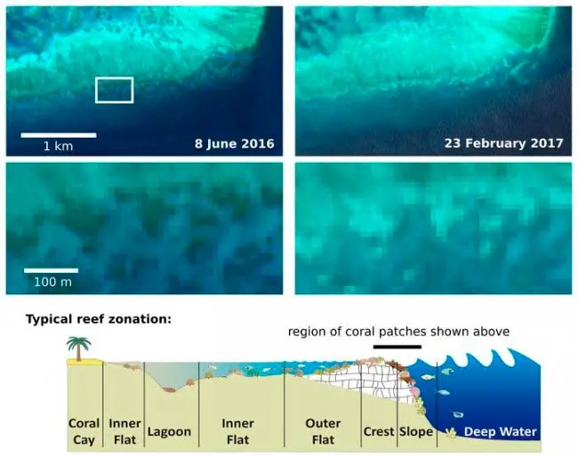 blanqueamiento de coral imágenes satélite