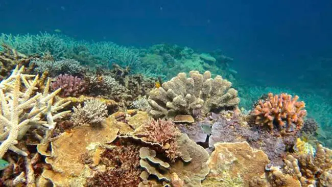 blanqueamiento de coral en Gran Barrera de Coral australiana