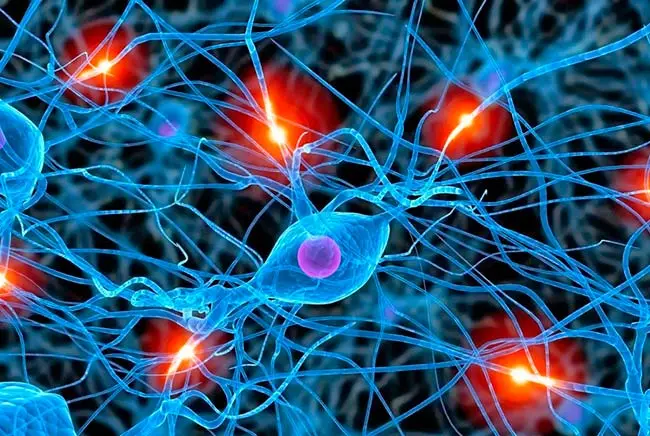 sinapsis neuronas