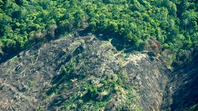fragmentación del hábitat deforestación
