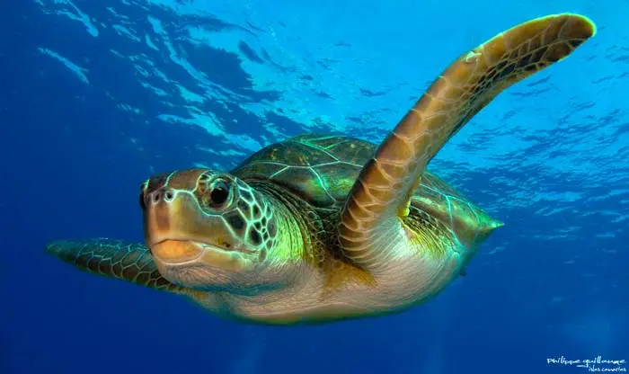 calentamiento global convierte en hembras al 99% de las tortugas