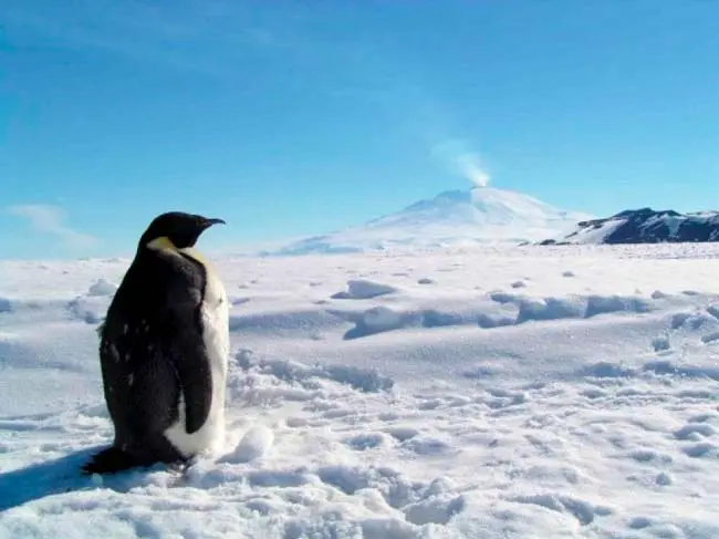 91 nuevos volcanes con pingüino