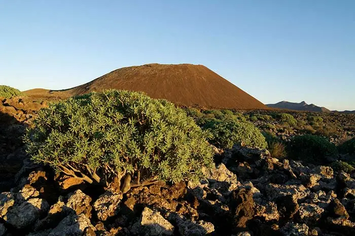 extinciones en masa en Canarias Portada