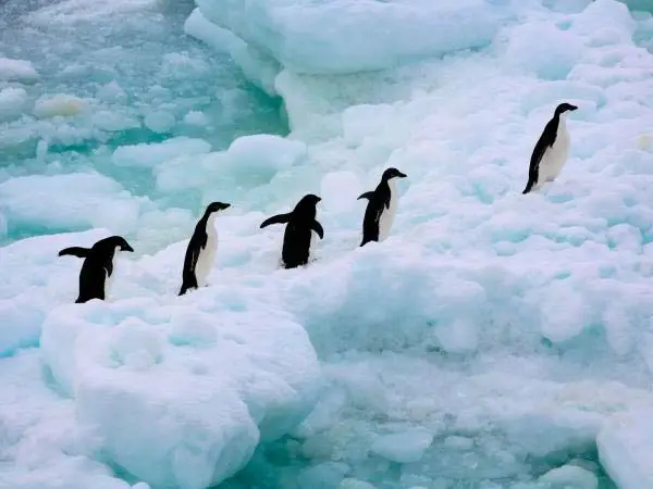 Pingüinos en fila en Antártica