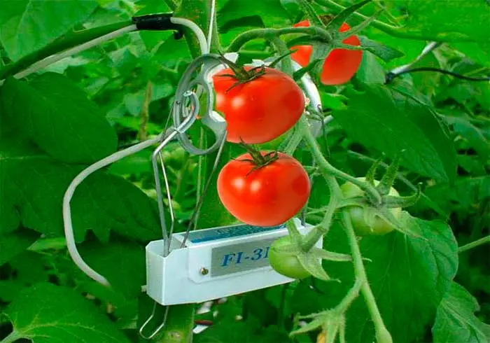 sensores en hojas tomate portada