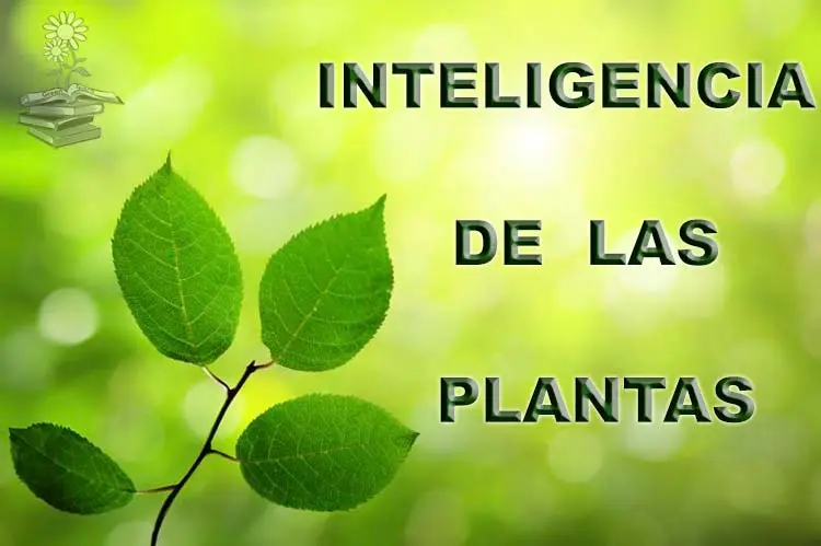 inteligencia de las plantas Portada