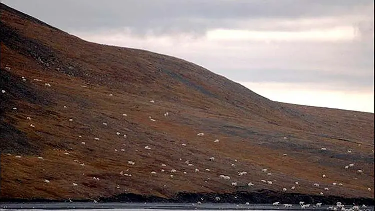 osos famélicos en el Ártico Portada