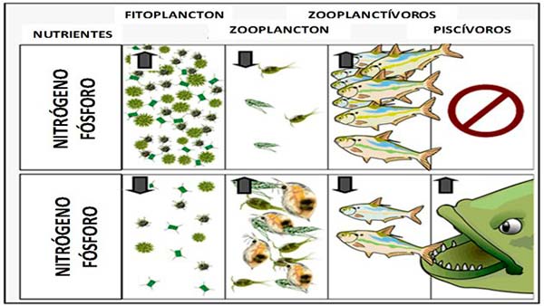 proceso de eutrofización