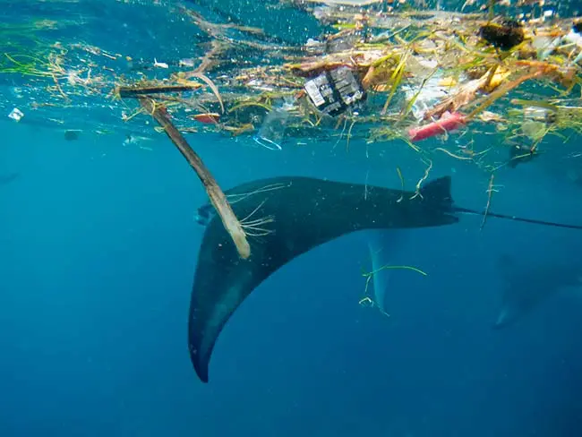 plasticos flotan en el mar