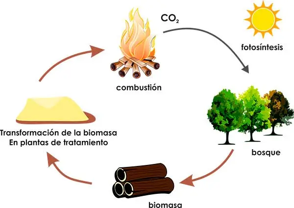 esquema ciclo biomasa energia renovable