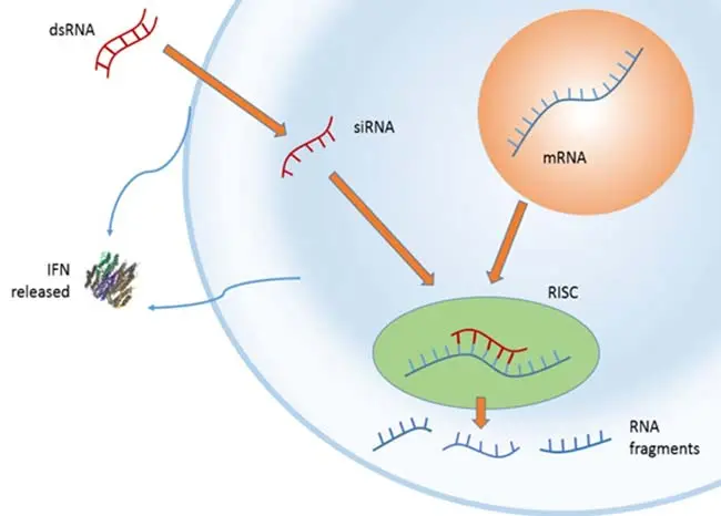 ARN de interferencia