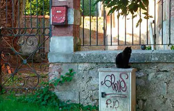 control de gatos callejeros en ciudades