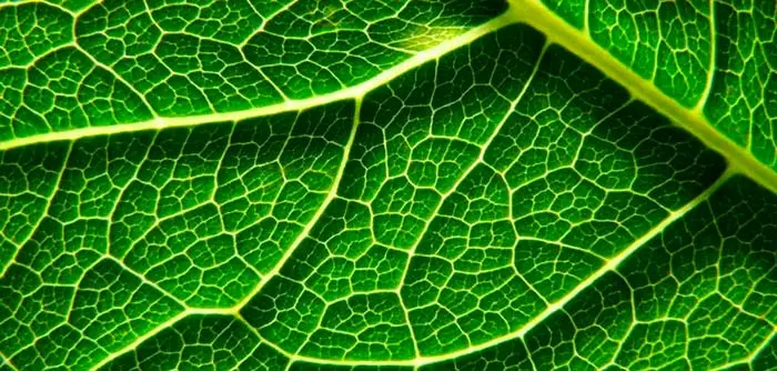 origen de la fotosintesis oxigenica Portada