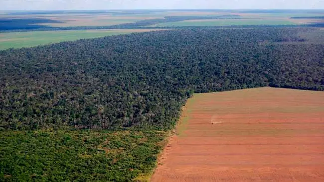 deforestacion en la Amazonia