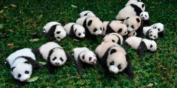 parque nacional de osos panda gigante portada