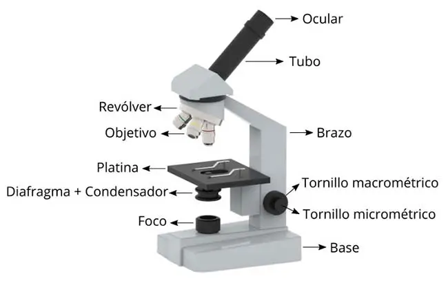 microscopio dibujo partes esquema