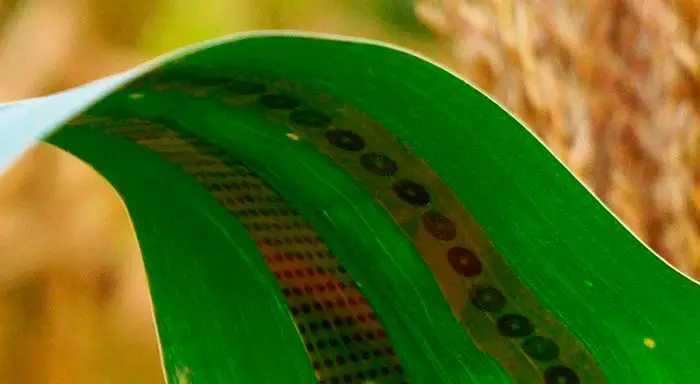 sensores de grafeno para plantas portada