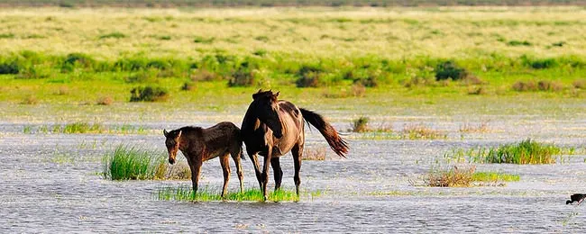 caballos marismas de Doñana