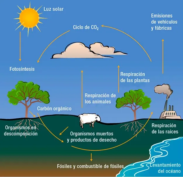 ciclo del carbono esquema o dibujo