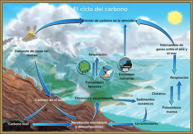ciclo del carbono biogeoquimico