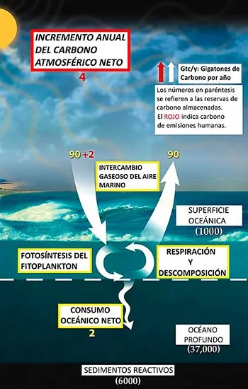 ciclo biogeoquimico del carbono en el mar