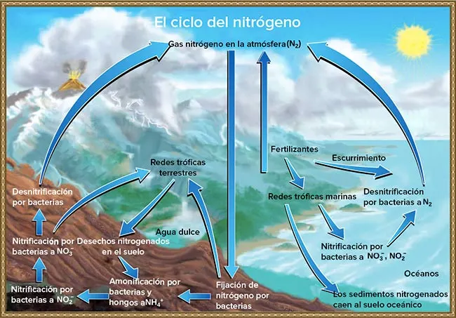 ciclo biogeoquimico del nitrogeno explicacion dibujo
