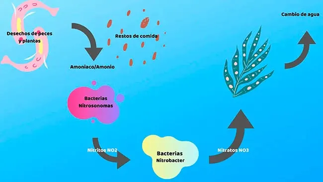 esquema del ciclo biogeoquimico del nitrogeno en el agua