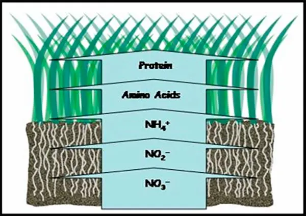 ciclo biologico del nitrogeno