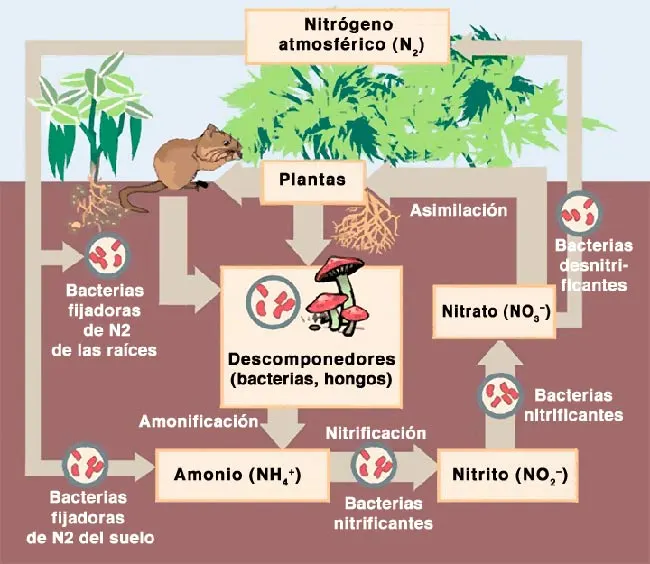 Ciclo del nitrógeno bacterias resumen etapas esquema
