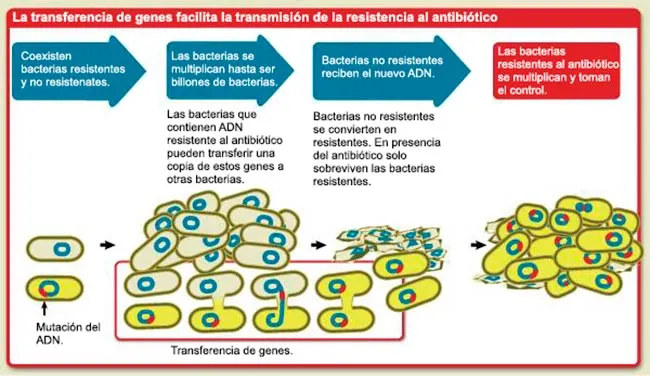resistencia en bacterias a antibioticos