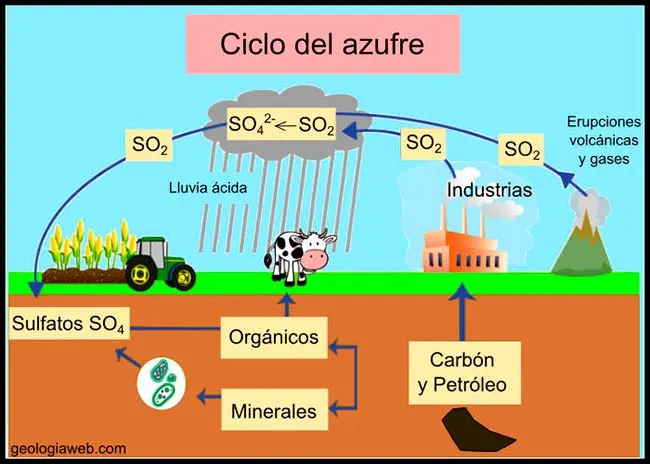 El ciclo del azufre resumen