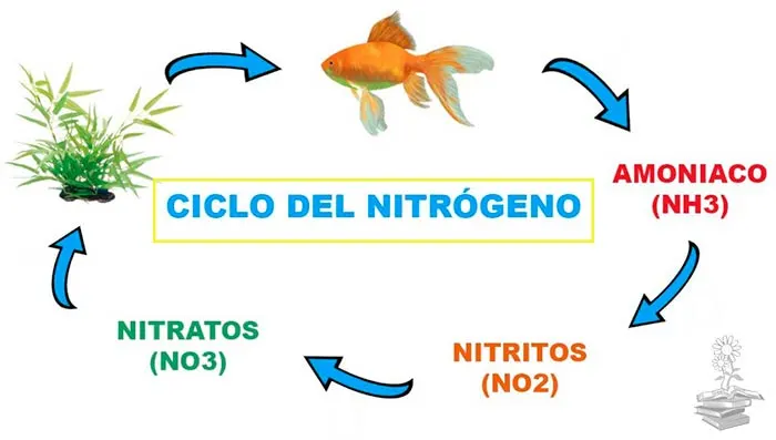 ciclo del nitrogeno portada
