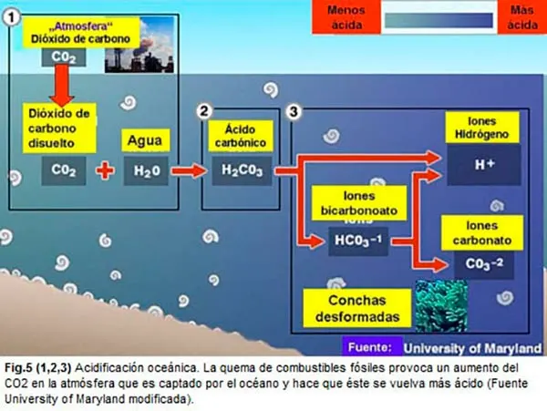 acidificacion del oceano esquema