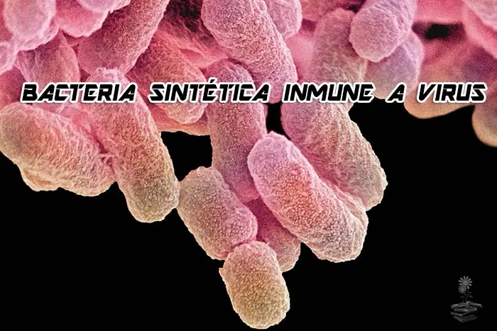 bacteria sintetica inmune a los virus Portada