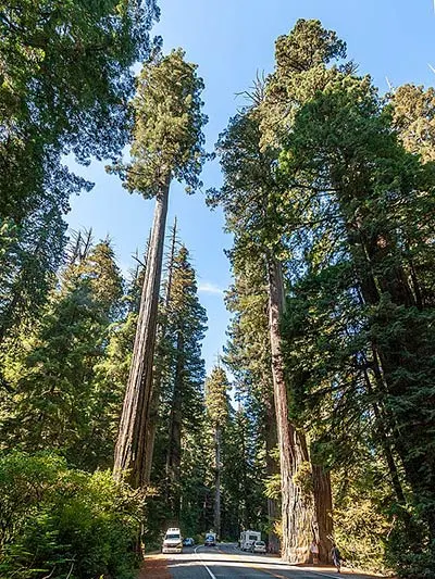 Sequoia giagante Estados Unidos