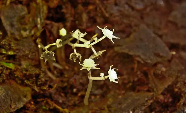 flor Lacandonia schismática endemica de Mexico