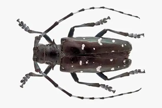 especie invasora escarabajo de cuernos largos