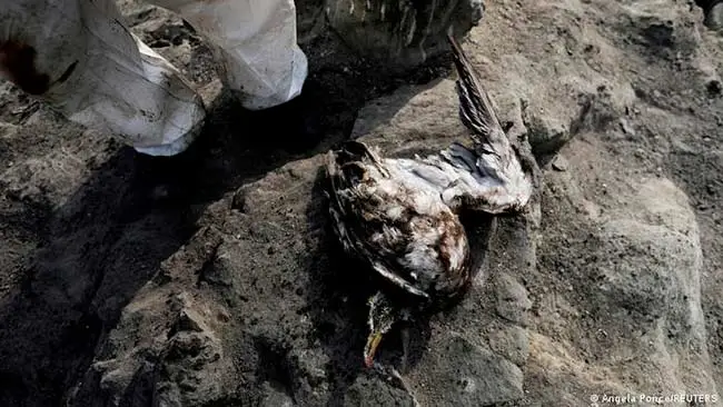 Animal muerto por petroleo en Peru 