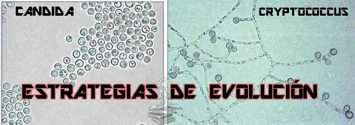 estrategias de evolucion de patogenos fungicos a corto plazo Portada