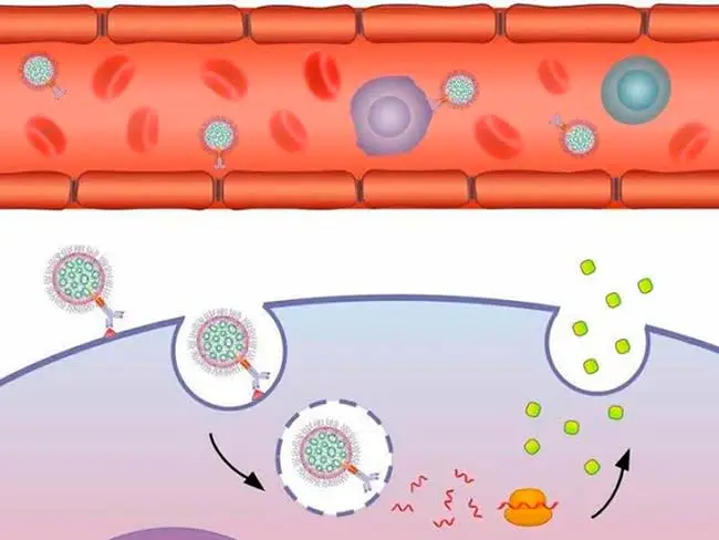nanotransportadores con ARNm a celulas diana esquema interno