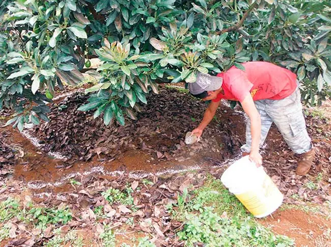 Como cuidar aguacate, fertilizar aguacate en campo
