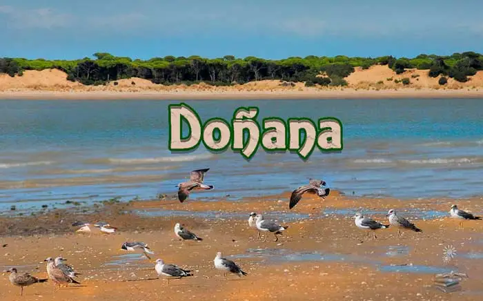 Doñana portada