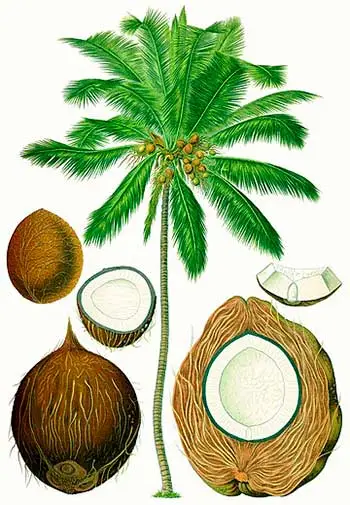 coco y palma de coco