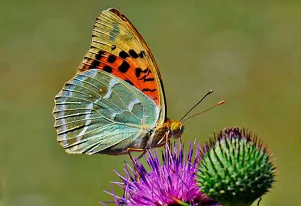 mariposa Doñana