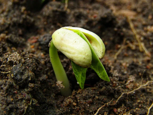 germinar semillas