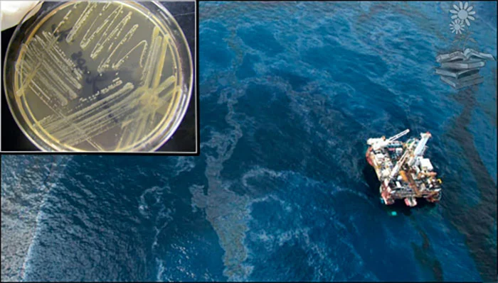 articulo bacterias que degradan petroleo portada