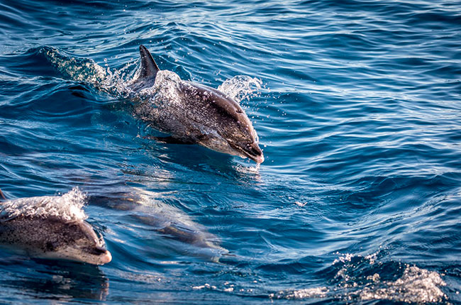 delfines moteados de canarias