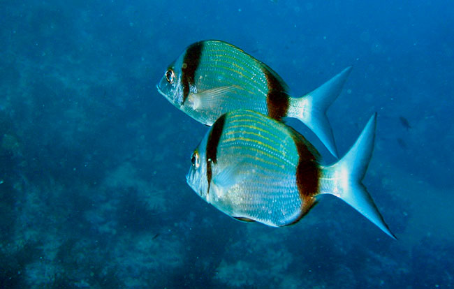 peces en area marina protegida